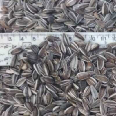 resources of Iregi Sunflower Seeds exporters