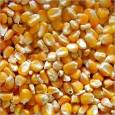 resources of Animal Feeds (Processed Maize) exporters