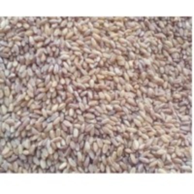 resources of Wheat Seeds exporters