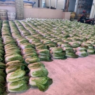 resources of Chinese Cabbage exporters