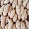 Honey Sweet Potato Exporters, Wholesaler & Manufacturer | Globaltradeplaza.com