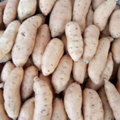 resources of Honey Sweet Potato exporters