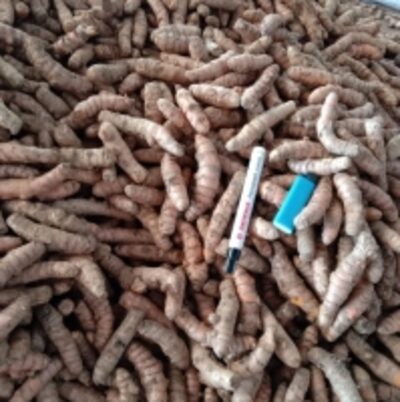 resources of Fresh Turmeric exporters
