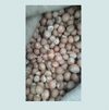 Aracea Betelnut Whole Exporters, Wholesaler & Manufacturer | Globaltradeplaza.com