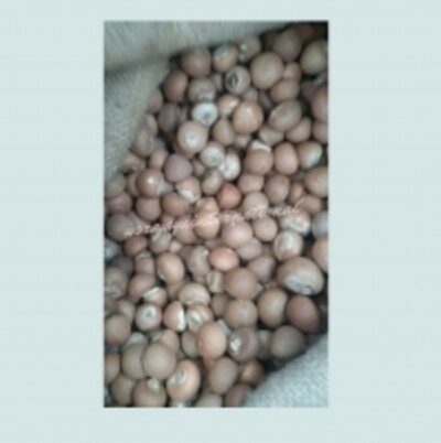 resources of Aracea Betelnut Whole exporters