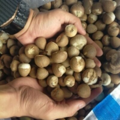 resources of Betel Nut ( Areca Catechu ) exporters