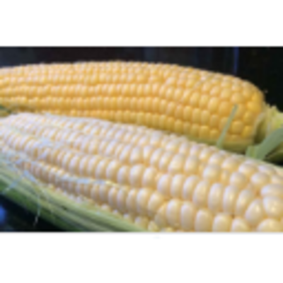 Yellow / White Corn Exporters, Wholesaler & Manufacturer | Globaltradeplaza.com