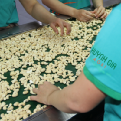Raw Cashew Nut Ww240 Exporters, Wholesaler & Manufacturer | Globaltradeplaza.com