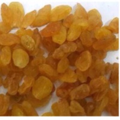 resources of Golden Raisins exporters