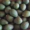 Hass Avocados From Uganda Exporters, Wholesaler & Manufacturer | Globaltradeplaza.com