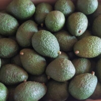 resources of Hass Avocados From Uganda exporters