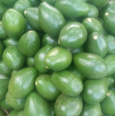 resources of Fresh Avocados exporters