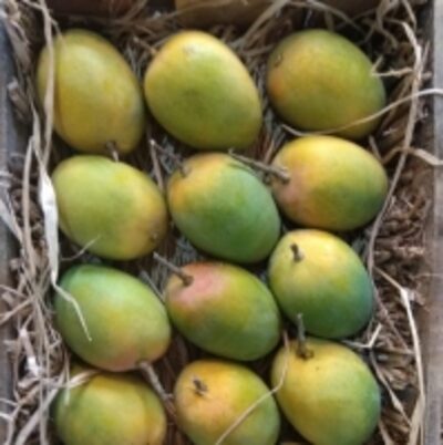 resources of Alphanso Mango exporters