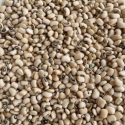 resources of White Bean exporters