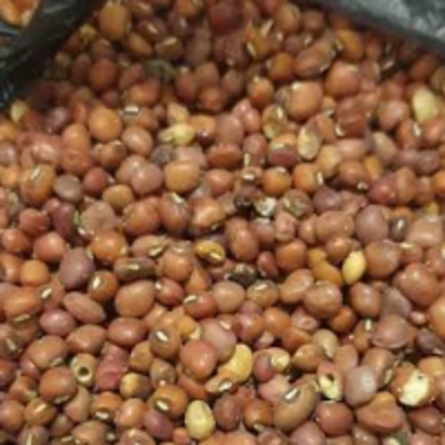 resources of Red Bean exporters