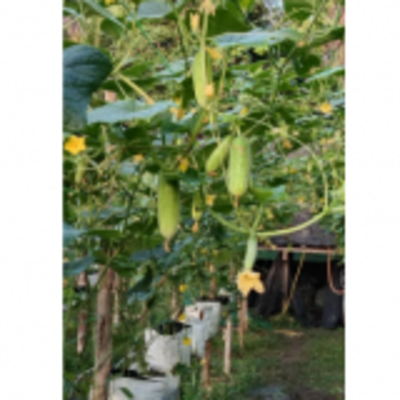 resources of Fresh Vegetables Cucumber Baby exporters
