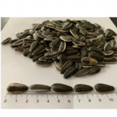 resources of Confectionary Sunflower Seeds exporters
