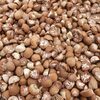 Dried / Fresh Betel Nut For Sale Exporters, Wholesaler & Manufacturer | Globaltradeplaza.com