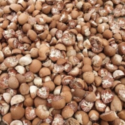 resources of Dried / Fresh Betel Nut For Sale exporters