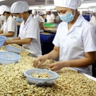 resources of Top Raw Cashew Nuts exporters