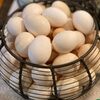 Quality Organic Fresh Chicken Table Eggs Exporters, Wholesaler & Manufacturer | Globaltradeplaza.com
