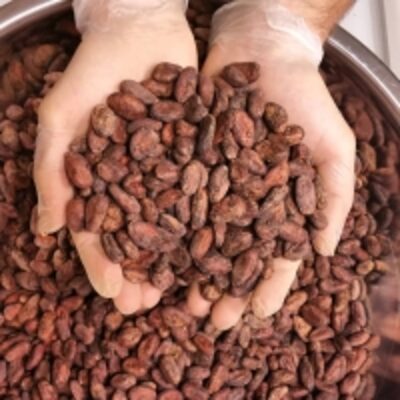 resources of Premium Organic Cocoa Beans exporters