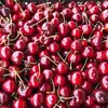 Fresh Cherries Greek Cherries Exporters, Wholesaler & Manufacturer | Globaltradeplaza.com