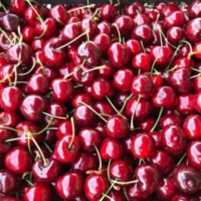 resources of Fresh Cherries Greek Cherries exporters
