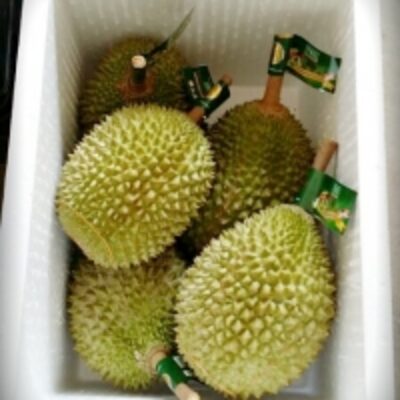 resources of Premium Fresh Musang King Durian D197 exporters