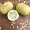 High Quality Melon Seeds For Sale Exporters, Wholesaler & Manufacturer | Globaltradeplaza.com
