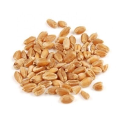 resources of Quality Milling Wheat Grains exporters