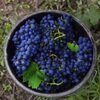 Sweet Purple Grapes Exporters, Wholesaler & Manufacturer | Globaltradeplaza.com