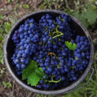 resources of Sweet Purple Grapes exporters