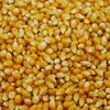 Yellow Corn &amp; White Corn Maize Exporters, Wholesaler & Manufacturer | Globaltradeplaza.com