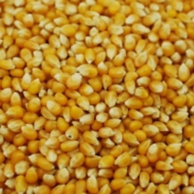 resources of Yellow Corn &amp; White Corn Maize exporters