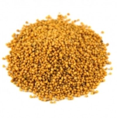 resources of Premium New Crop Origin Yellow Black Mustard exporters