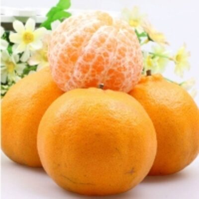 resources of Fresh Orange exporters