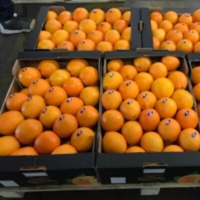 resources of Mandarin Orange exporters