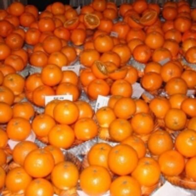 resources of Fresh Organic Orange - Mandarin Oranges exporters