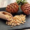 Pine Nuts Wholesale Pine Cedar Nut In A Shell Exporters, Wholesaler & Manufacturer | Globaltradeplaza.com
