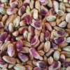 Pistachio Nuts / Roasted Pistachio Nuts Exporters, Wholesaler & Manufacturer | Globaltradeplaza.com