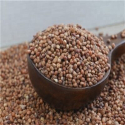 resources of Sorghum Seeds exporters