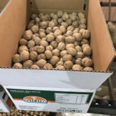 resources of Organic Walnuts High Quality 100% Natural exporters