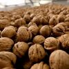Dried Walnuts In Shell/walnuts Kernels Exporters, Wholesaler & Manufacturer | Globaltradeplaza.com