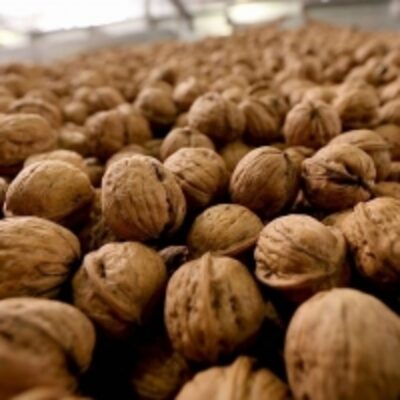 resources of Dried Walnuts In Shell/walnuts Kernels exporters