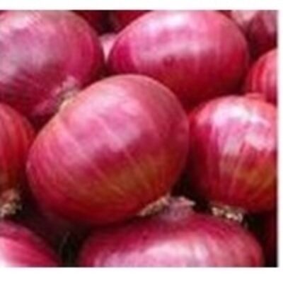 Sudanese Fresh Red Onion Exporters, Wholesaler & Manufacturer | Globaltradeplaza.com