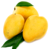 Indian Mango Exporters, Wholesaler & Manufacturer | Globaltradeplaza.com