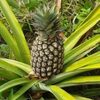 Pineapple Exporters, Wholesaler & Manufacturer | Globaltradeplaza.com