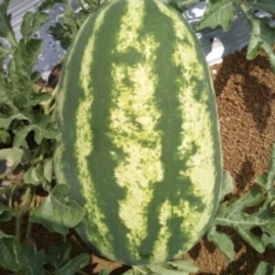 resources of Watermelon Export Quality exporters
