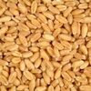 Milling Wheat / Indian Exporters, Wholesaler & Manufacturer | Globaltradeplaza.com